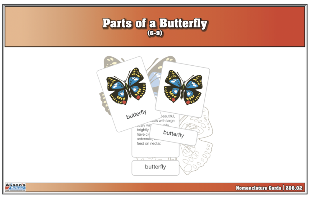 Parts of a Butterfly Nomenclature Cards (6-9) (Printed)