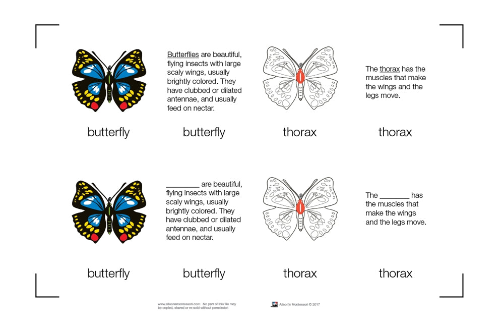 Parts of a Butterfly Nomenclature Cards (6-9) (Printed)