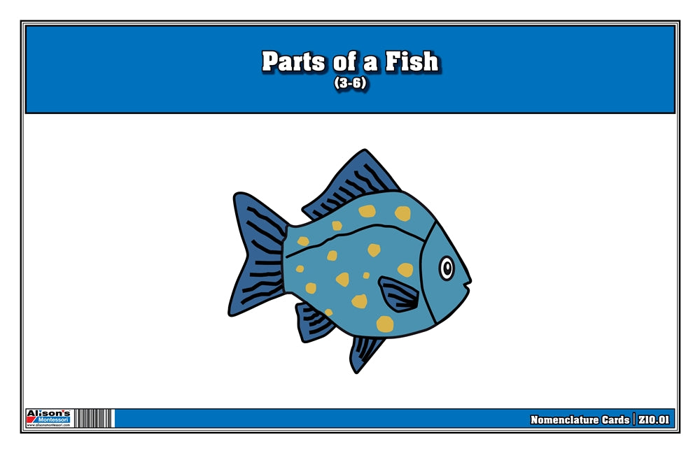 Parts of a Fish Nomenclature Cards (3-6) (Printed)