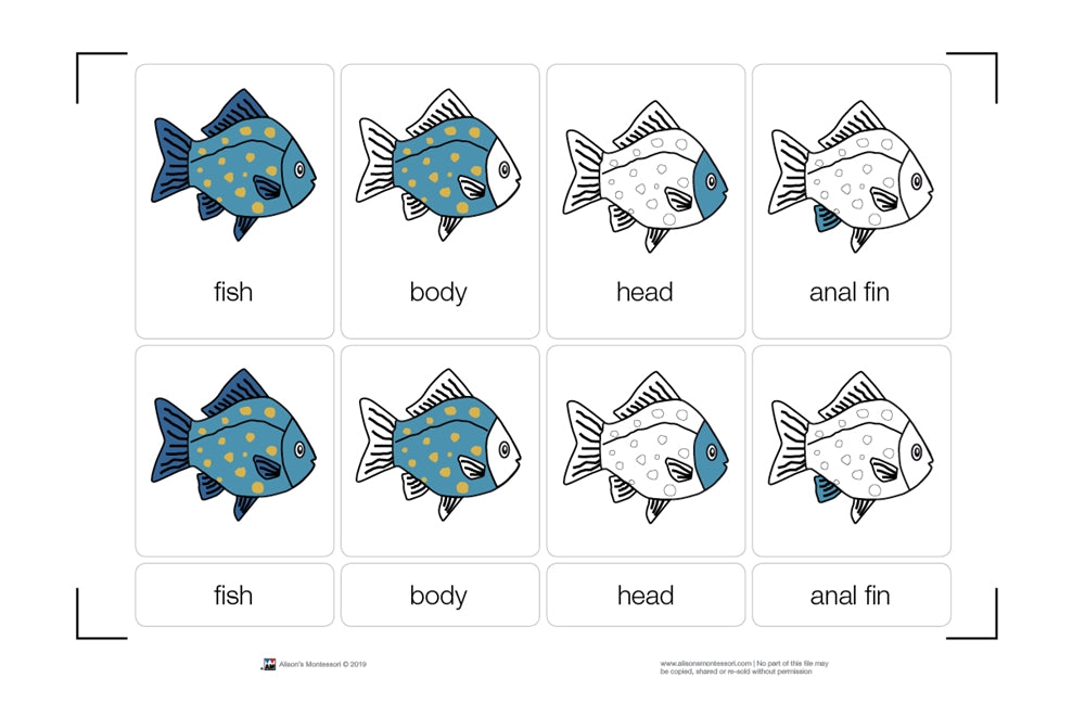 Parts of a Fish Nomenclature Cards (3-6) (Printed)