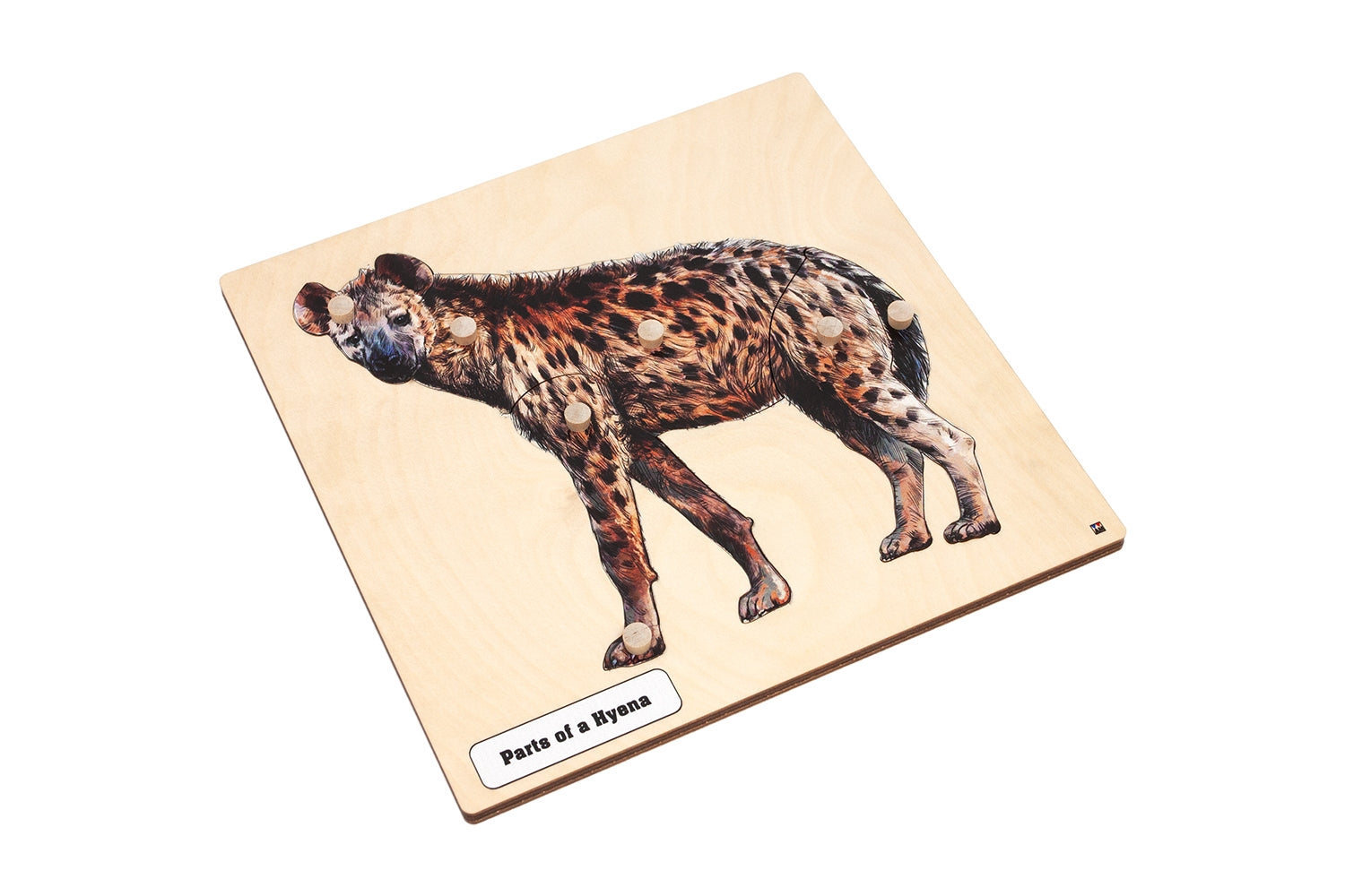 Parts of a Hyena Puzzle with Nomenclature Cards (3-6) (Printed)