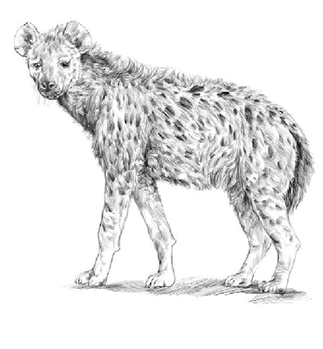 Parts of a Hyena Puzzle with Nomenclature Cards (3-6) (Printed)