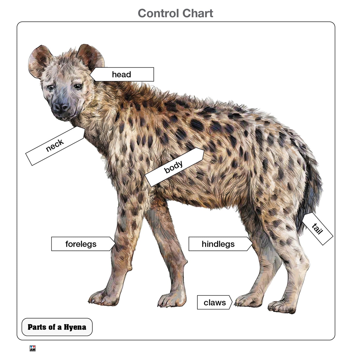 Parts of a Hyena Puzzle