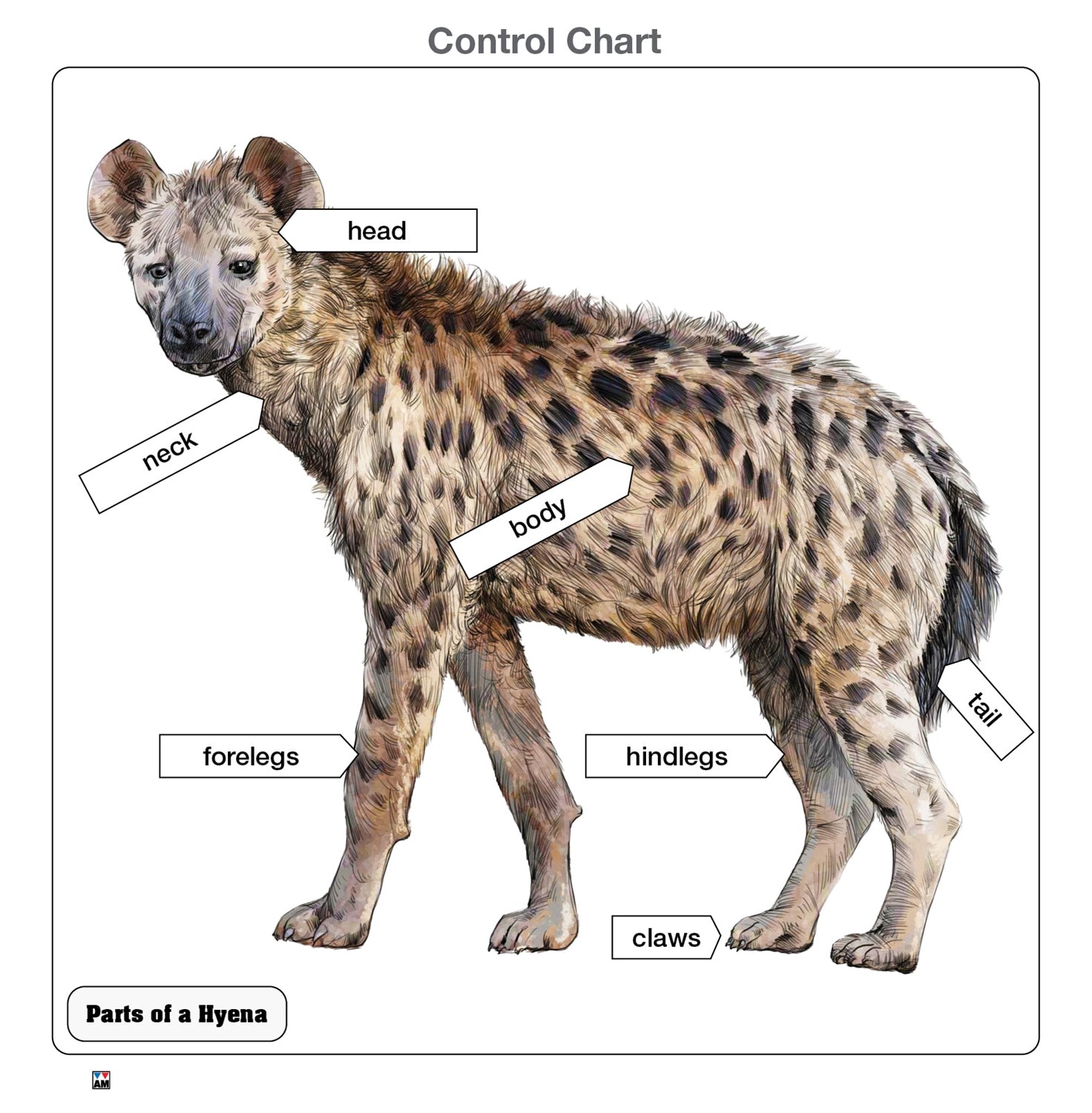 Parts of a Hyena Puzzle