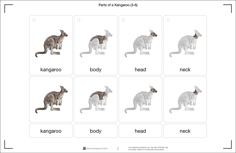 Parts of a Kangaroo (Printed)