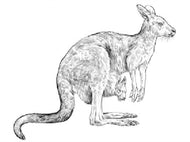 Parts of a Kangaroo (Printed)