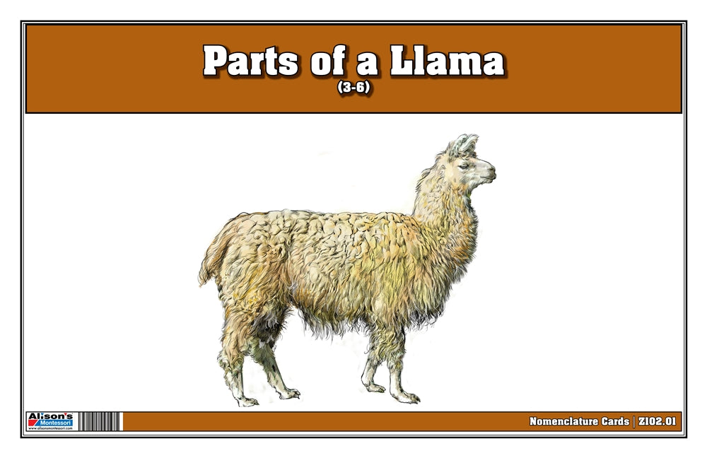 Parts of a Llama (Printed)