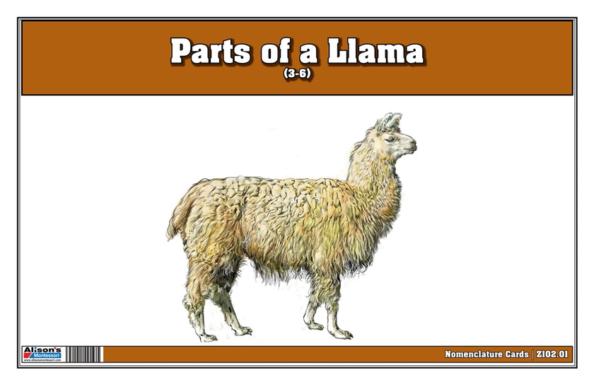 Parts of a Llama (Printed)