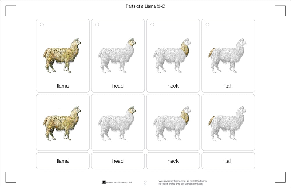 Parts of a Llama (Printed)