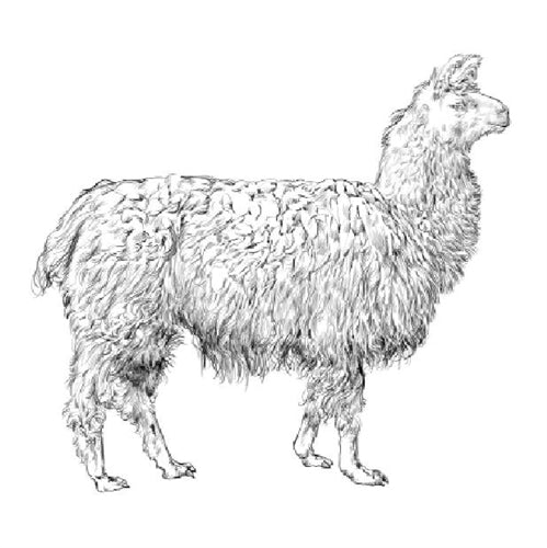 Parts of a Llama (Printed)