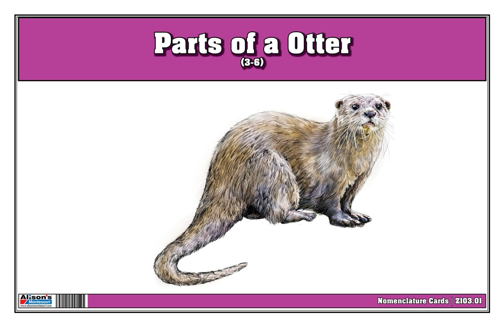 Parts of an Otter (Printed)