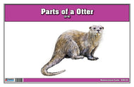 Parts of an Otter (Printed)