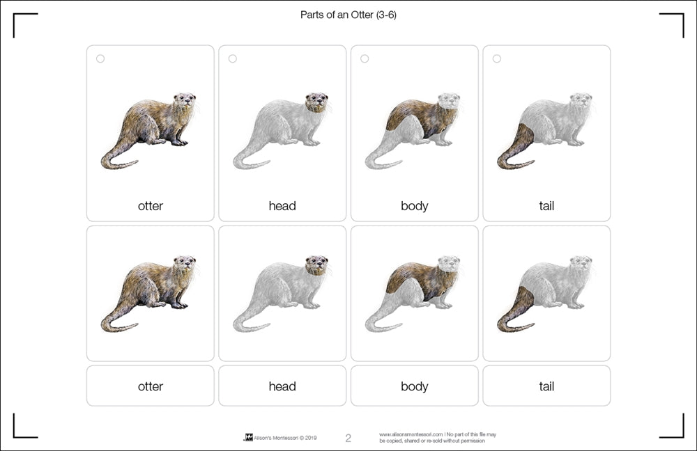 Parts of an Otter (Printed)