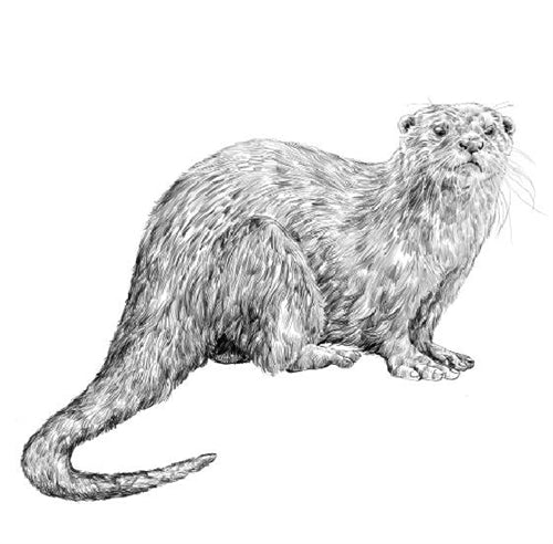 Parts of an Otter (Printed)