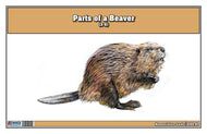 Parts of a Beaver (Printed)