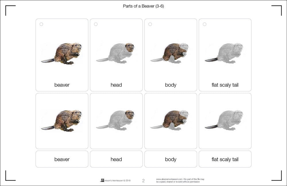 Parts of a Beaver (Printed)
