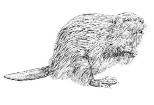 Parts of a Beaver (Printed)