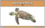 Parts of a Turtle Nomenclature Cards (3-6) (Printed)