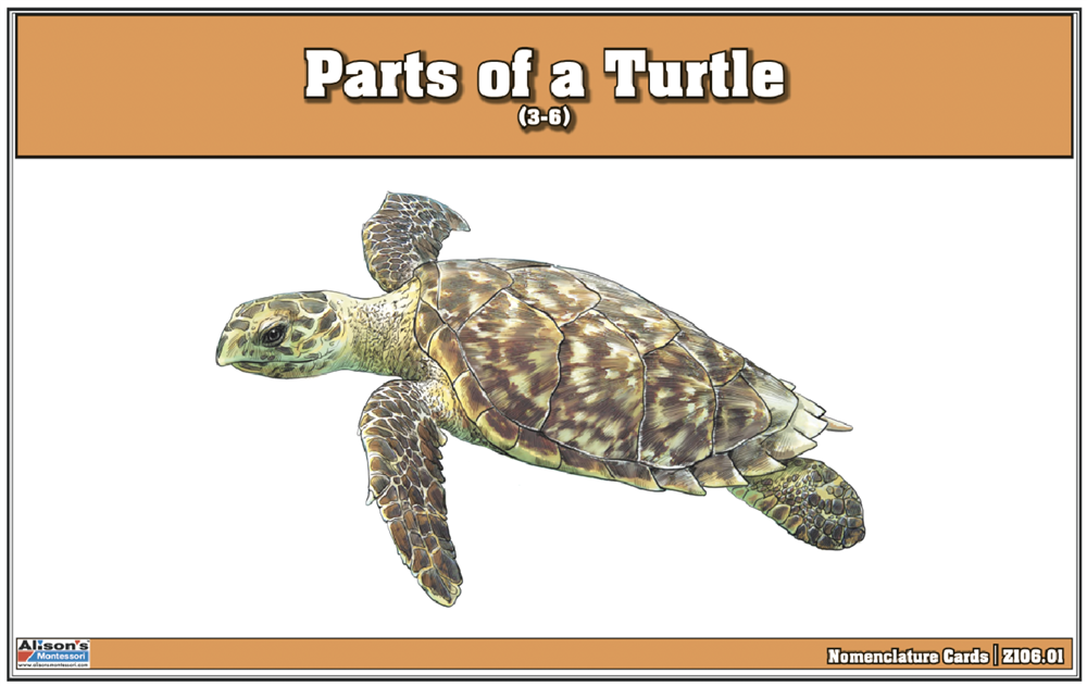 Parts of a Turtle Nomenclature Cards (3-6) (Printed)