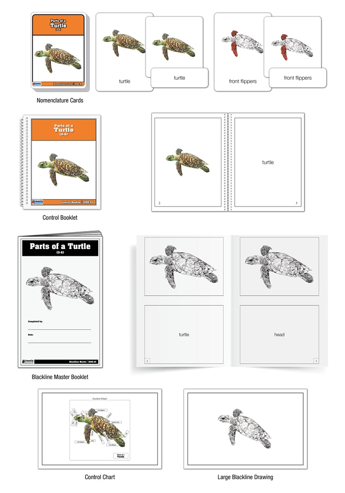Parts of a Turtle Nomenclature Cards (3-6) (Printed)