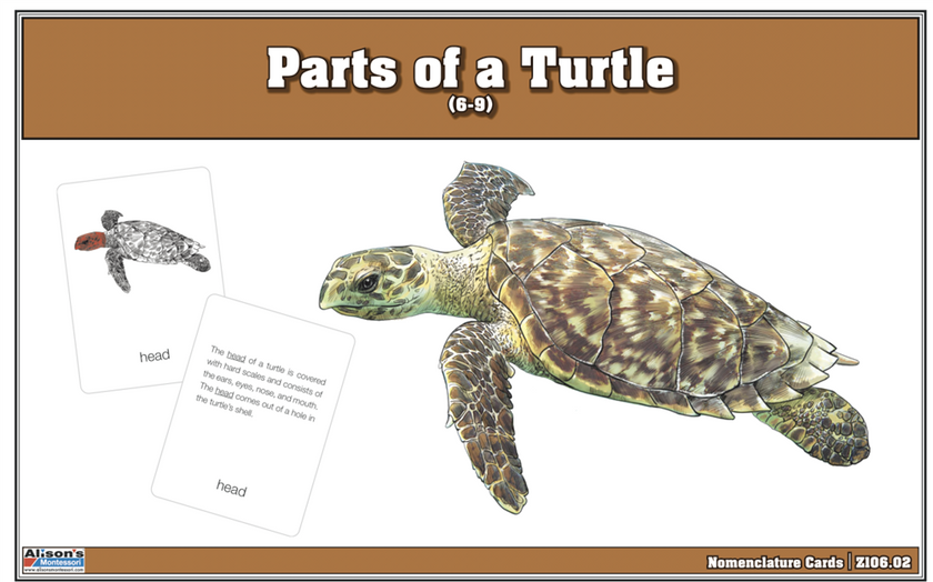 Turtle Suborder Parts of a Turtle Nomenclature Cards (6-9) (Printed) – Alison's ...