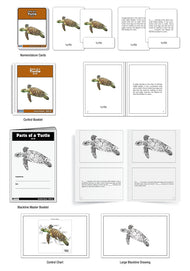 Parts of a Turtle Nomenclature Cards (6-9) (Printed)