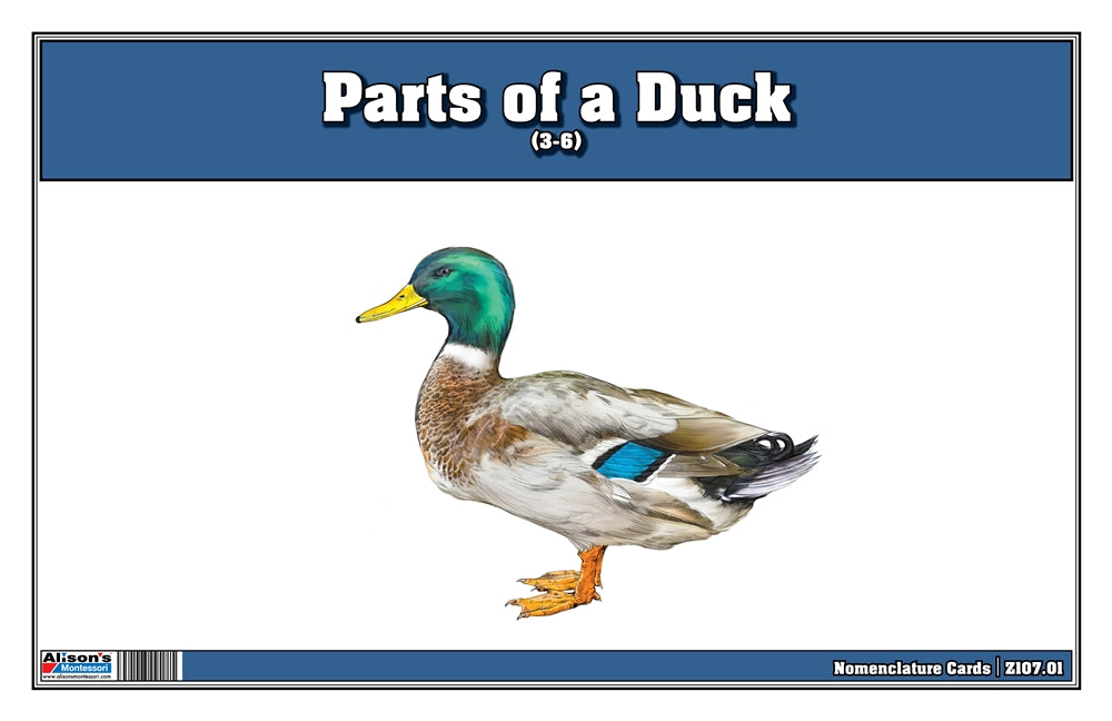 Parts of a Duck (Printed)
