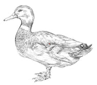 Parts of a Duck (Printed)