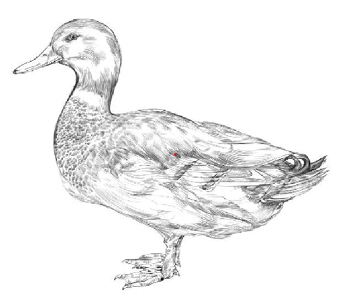 Parts of a Duck (Printed)