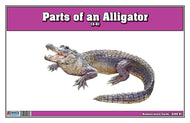 Parts of an Alligator Three Part Cards