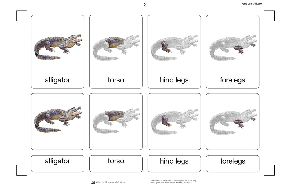 Parts of an Alligator Three Part Cards