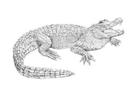 Parts of an Alligator Three Part Cards