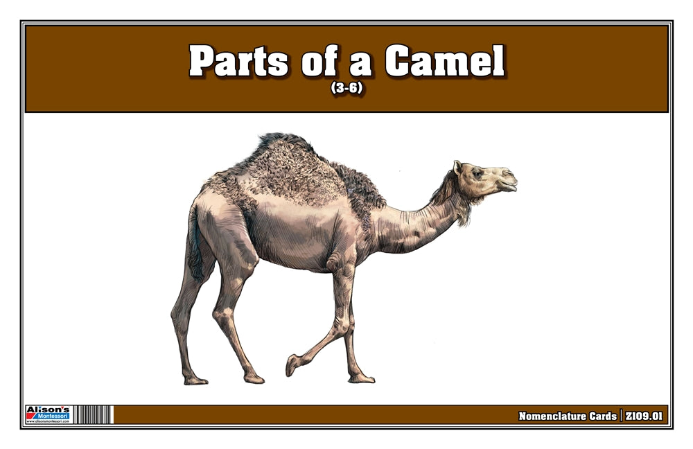 Parts of a Camel Three Part Cards (Printed)