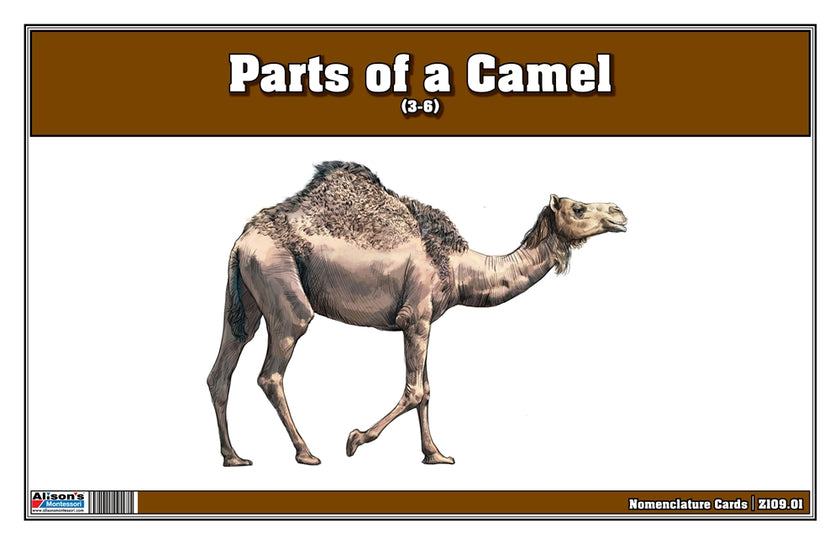 Parts of a Camel Three Part Cards (Printed)