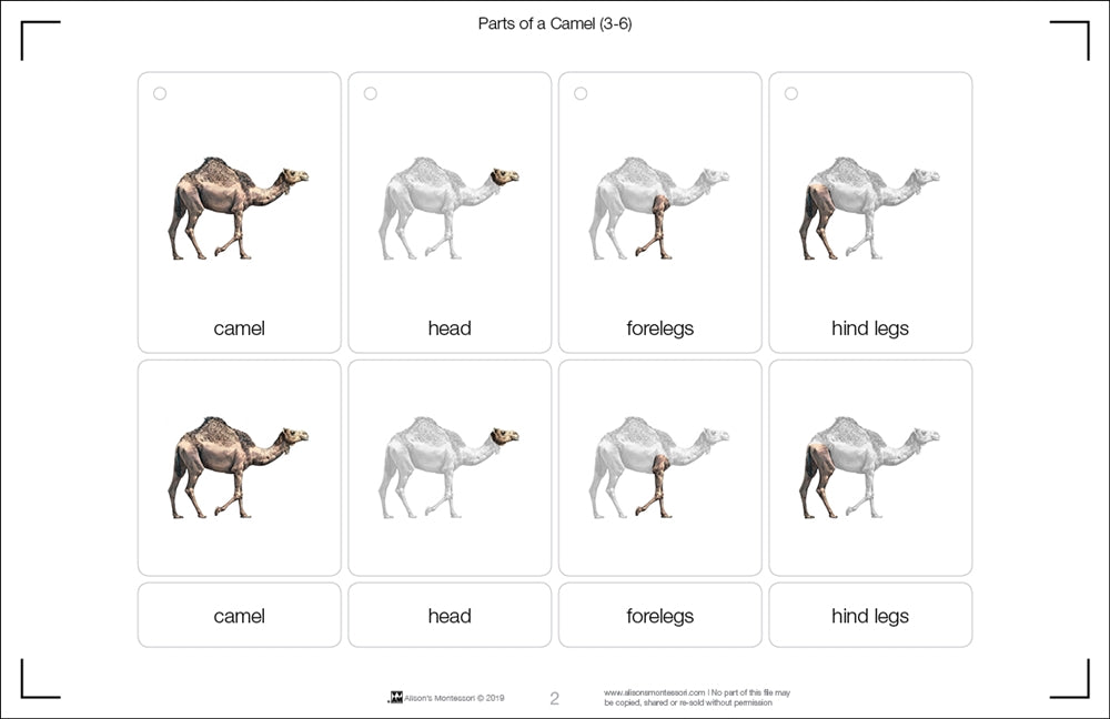 Parts of a Camel Three Part Cards (Printed)