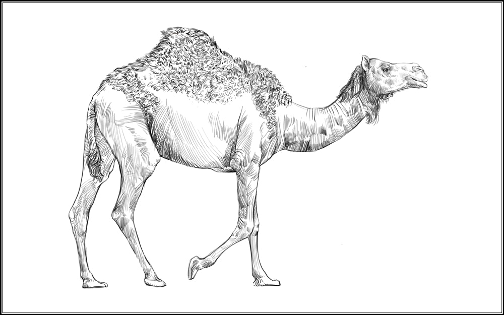 Parts of a Camel Three Part Cards (Printed)