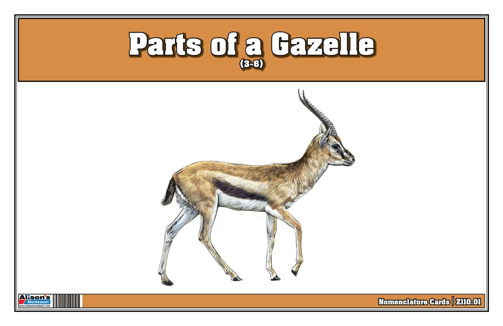 Parts of a Gazelle Three Part Cards (Printed)