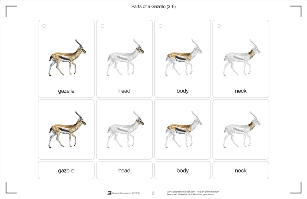 Parts of a Gazelle Three Part Cards (Printed)