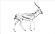 Parts of a Gazelle Three Part Cards (Printed)