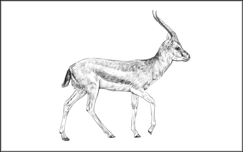 Parts of a Gazelle Three Part Cards (Printed)