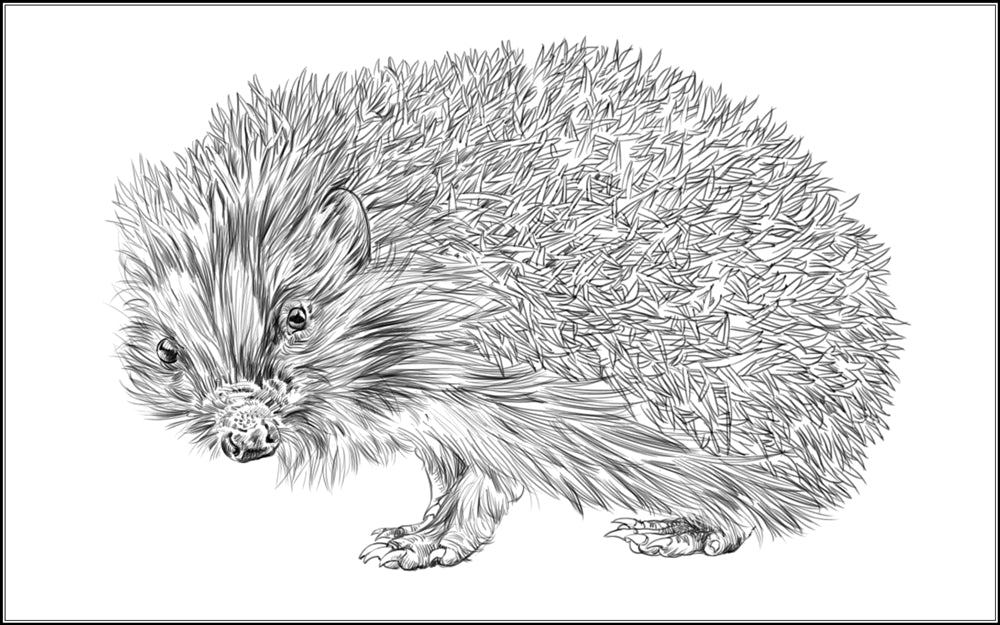 Parts of a Hedgehog Three Part Cards (Printed)