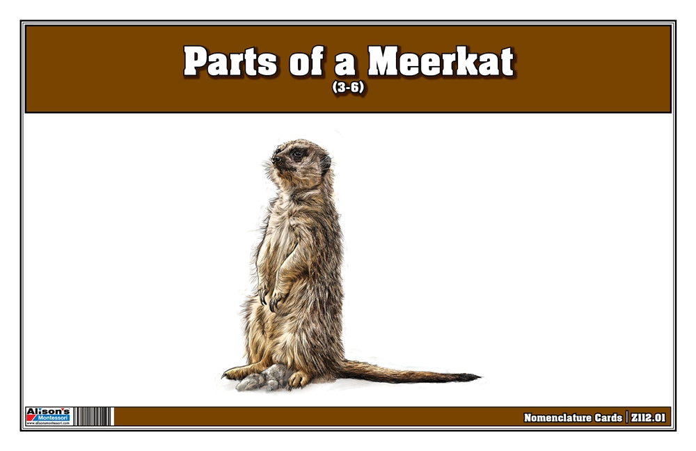 Parts of a Meerkat Three Part Cards (Printed)