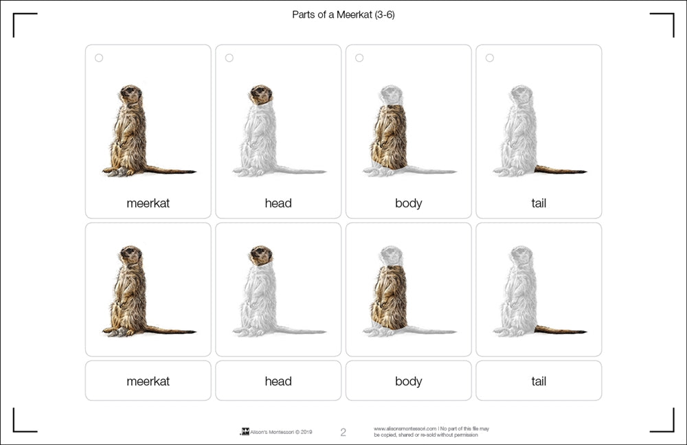 Parts of a Meerkat Three Part Cards (Printed)