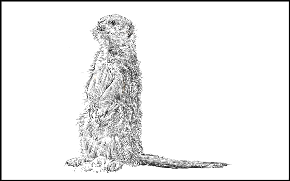 Parts of a Meerkat Three Part Cards (Printed)