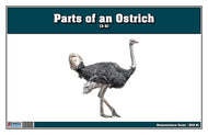 Parts of an Ostrich Three Part Cards (Printed)