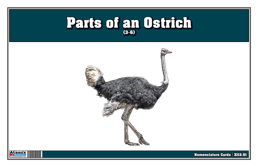 Parts of an Ostrich Three Part Cards (Printed)