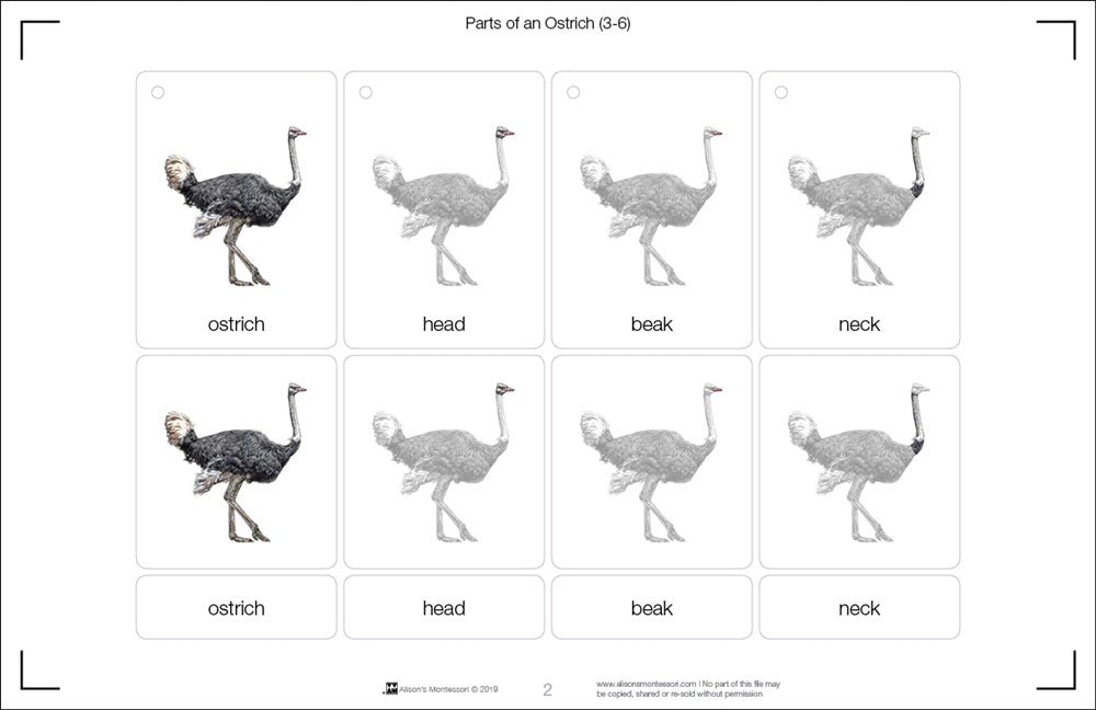 Parts of an Ostrich Three Part Cards (Printed)