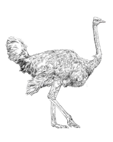 Parts of an Ostrich Three Part Cards (Printed)