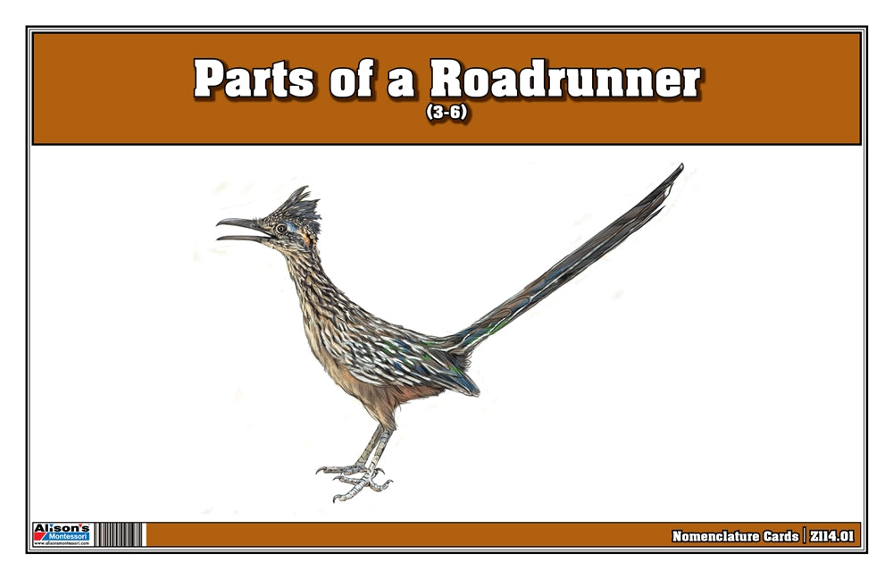 Parts of a Roadrunner (Printed)
