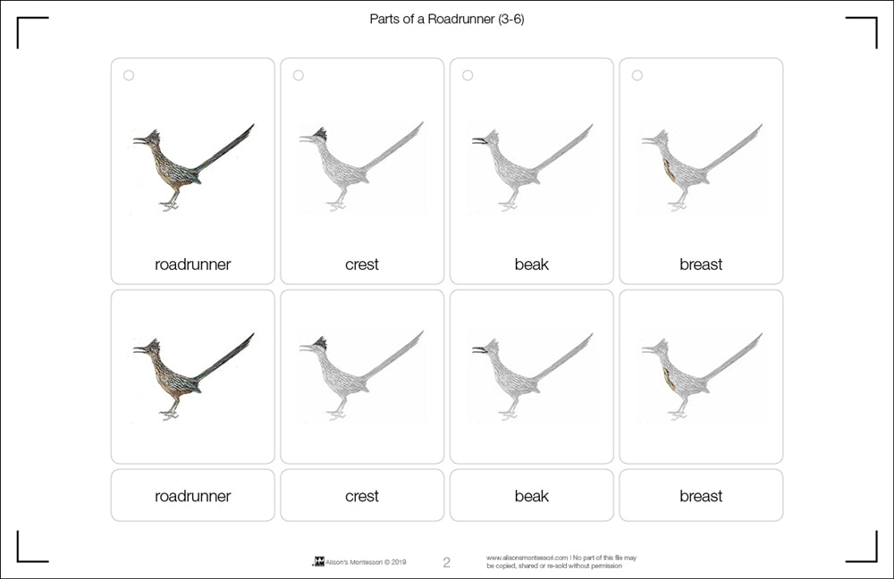 Parts of a Roadrunner (Printed)